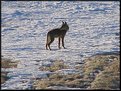 Picture Title - Coyote Ugly