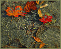 Picture Title - November Leaves
