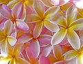 Picture Title - Floating Plumeria