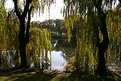 Picture Title - Two Weeping Willows