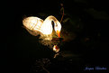 Picture Title - chinese lanterns 4