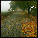 Picture Title - autumn III