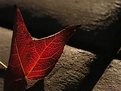 Picture Title - autumn leaf ii