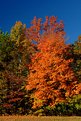 Picture Title - Fall Colors