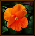 Picture Title - Orange Pansy