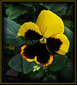 Picture Title - Yellow Pansy