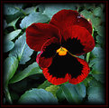 Picture Title - Red Pansy