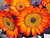 Sidney Market Sunflowers