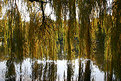 Picture Title - Weeping Willow Curtain