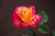 pinkie orange rose