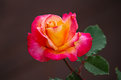 Picture Title - pinkie orange rose
