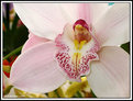 Picture Title - Orchid 