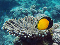 Picture Title - Arabian Butterfly Fish