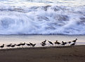 Picture Title - Birds and Surf