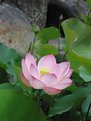 Picture Title - The beauty of lotus