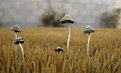 Picture Title - Fungi Family