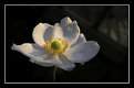 Picture Title - Anemone IIi