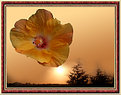 Picture Title - Hibiscus in the morning...