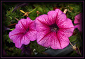 Picture Title - Pink Petunia
