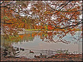 Picture Title - Ducks on Greenlake