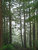 Redwood Mist