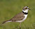 A portorait of Little ringed plover