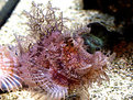 Picture Title - Frog Fish