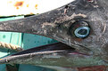 Picture Title - Blue Eyed Marlin