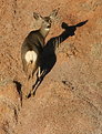 Picture Title - Mule Deer Shadow