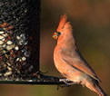 Picture Title - Mr. Cardinal