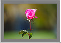 Picture Title - romantic rose