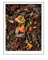 Picture Title - An Autumn Mix