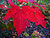 red maple leaf,