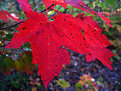 Picture Title - red maple leaf,