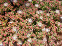 Picture Title - Sea-shore flowers