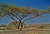 The tree (larger size)