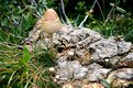 Picture Title - Champion des champignons