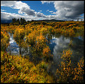 Picture Title - Yukon Gold II