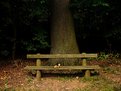 Picture Title - The tree and the bench