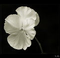 Picture Title - ...pansy #2...