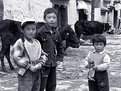 Picture Title - boys and cows