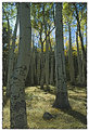 Picture Title - Among the Aspens