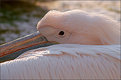 Picture Title - pink pelican