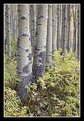 Picture Title - Fall Aspen Grove - I