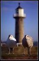 Picture Title - The Whitby Gulls