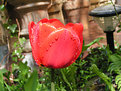 Picture Title - Tulip after shower