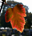 Picture Title - Red Leaf