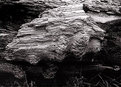 Picture Title - Driftwood 