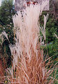 Picture Title - Fall Grass
