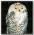 Snowie owl